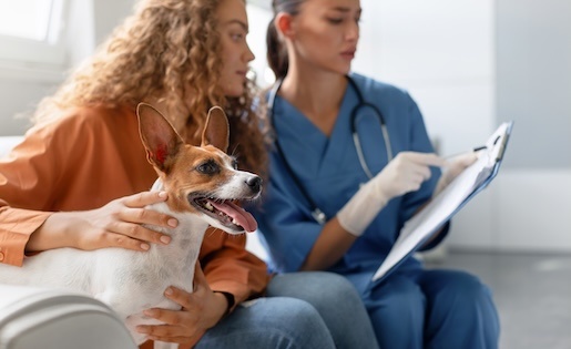 Emergency Pet