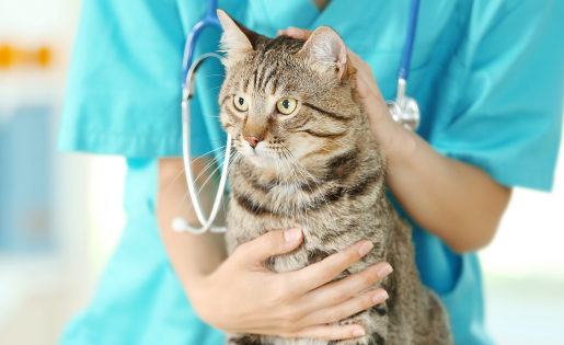 Pet Pain Management